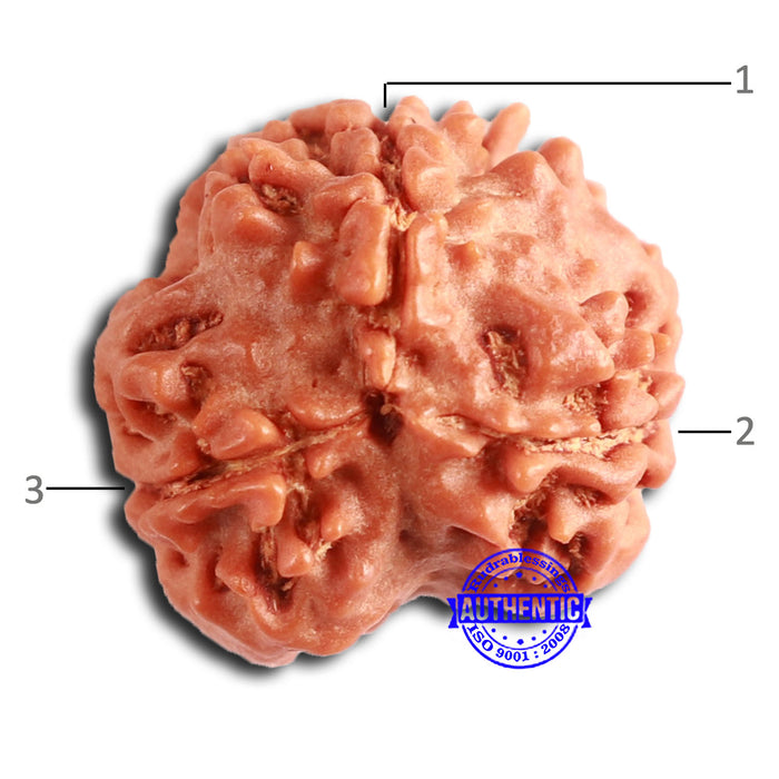 3 Mukhi Rudraksha from Nepal - Bead No. 378