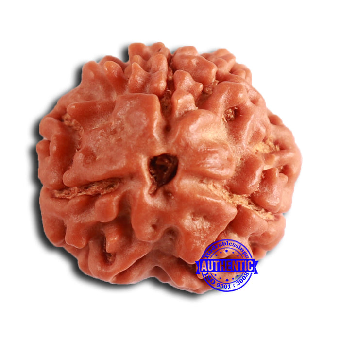 3 Mukhi Rudraksha from Nepal - Bead No. 378
