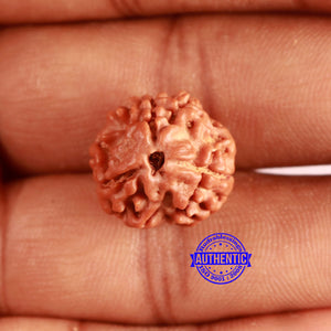 3 Mukhi Rudraksha from Nepal - Bead No. 378