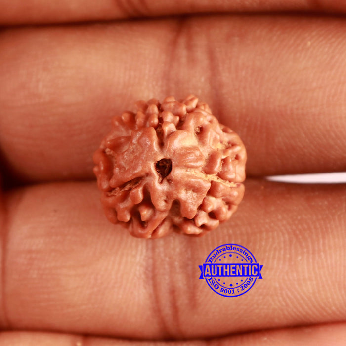 3 Mukhi Rudraksha from Nepal - Bead No. 378