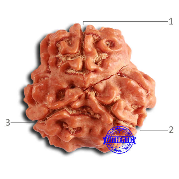 3 Mukhi Rudraksha from Nepal - Bead No. 379