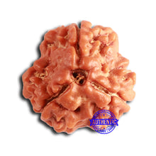 Load image into Gallery viewer, 3 Mukhi Rudraksha from Nepal - Bead No. 379

