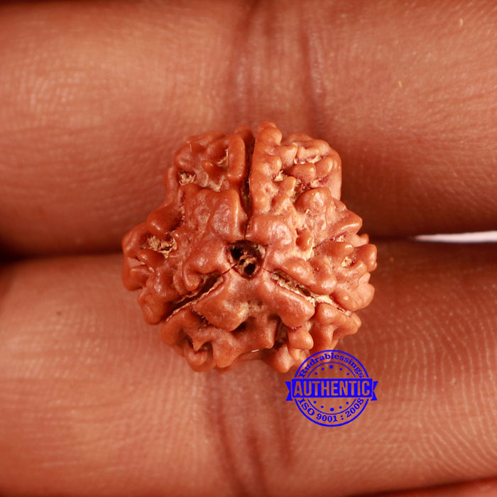 3 Mukhi Rudraksha from Nepal - Bead No. 379