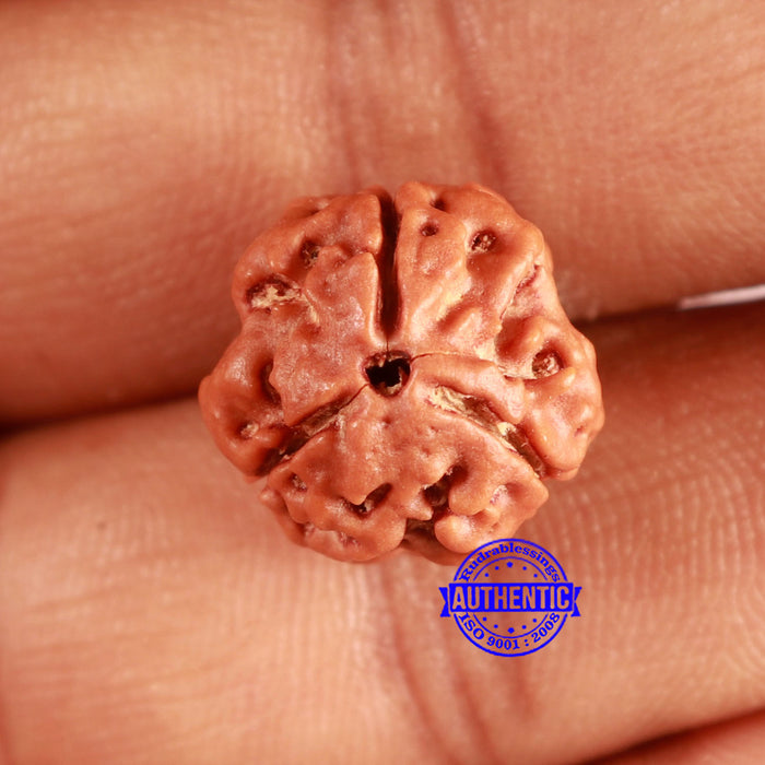 3 Mukhi Rudraksha from Nepal - Bead No. 380