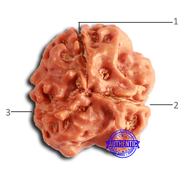 3 Mukhi Rudraksha from Nepal - Bead No. 381