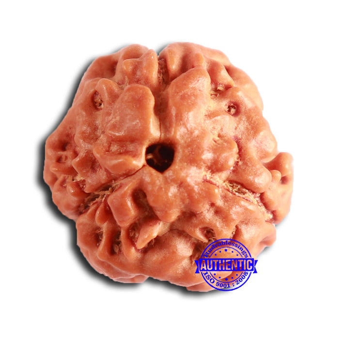 3 Mukhi Rudraksha from Nepal - Bead No. 382