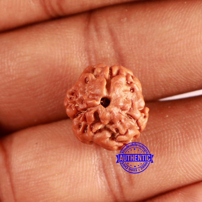 3 Mukhi Rudraksha from Nepal - Bead No. 382