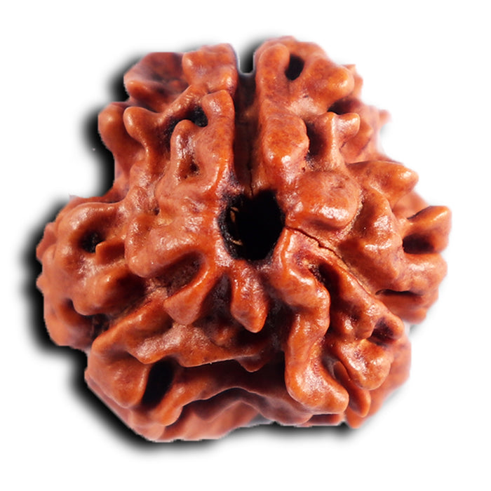 3 Mukhi Rudraksha from Nepal - Bead No. 385