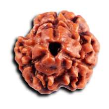 Load image into Gallery viewer, 3 Mukhi Rudraksha from Nepal - Bead No. 387
