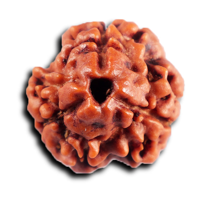3 Mukhi Rudraksha from Nepal - Bead No. 387