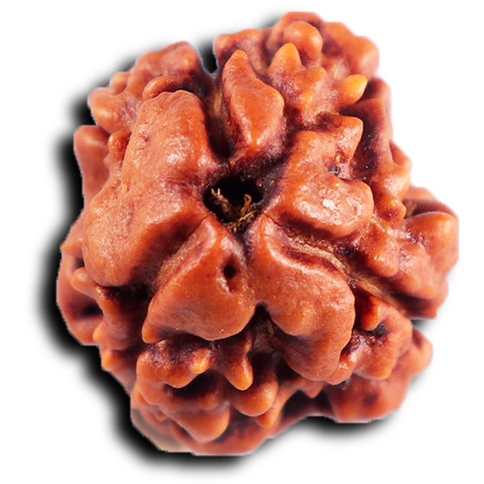 3 Mukhi Rudraksha from Nepal - Bead No.389