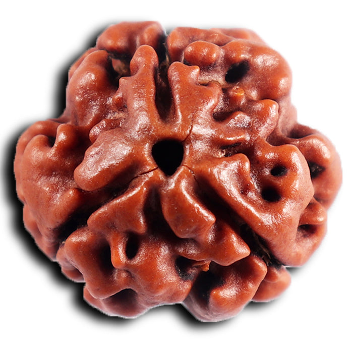 3 Mukhi Rudraksha from Nepal - Bead No. 391