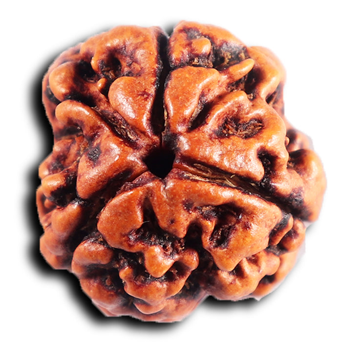 3 Mukhi Rudraksha from Nepal - Bead No. 392