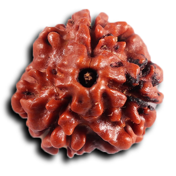3 Mukhi Rudraksha from Nepal - Bead No. 393