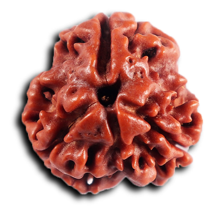 3 Mukhi Rudraksha from Nepal - Bead No. 395