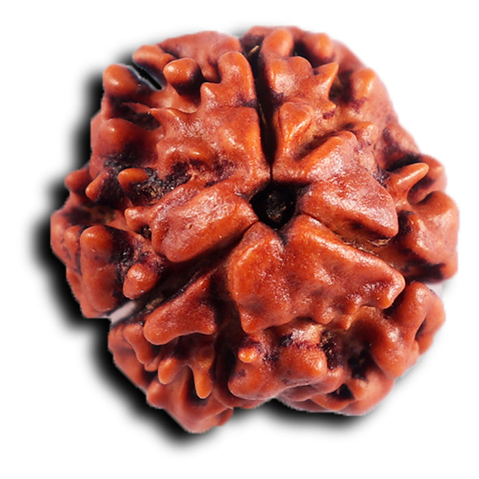 3 Mukhi Rudraksha from Nepal - Bead No. 396