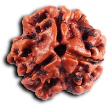 Load image into Gallery viewer, 3 Mukhi Rudraksha from Nepal - Bead No. 397
