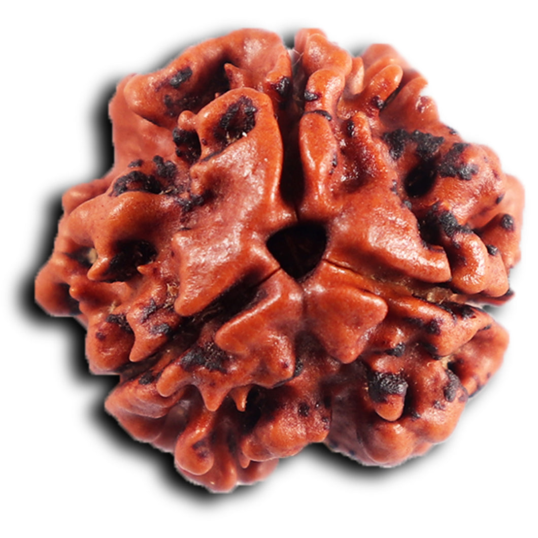 3 Mukhi Rudraksha from Nepal - Bead No. 397