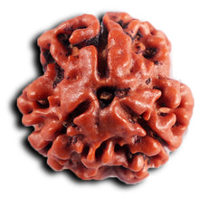 Load image into Gallery viewer, 3 Mukhi Rudraksha from Nepal - Bead No. 399
