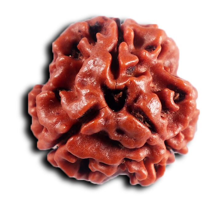 3 Mukhi Rudraksha from Nepal - Bead No. 402