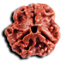Load image into Gallery viewer, 3 Mukhi Rudraksha from Nepal - Bead No. 403
