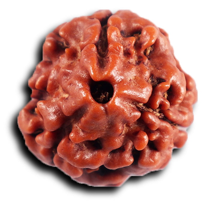 3 Mukhi Rudraksha from Nepal - Bead No. 404