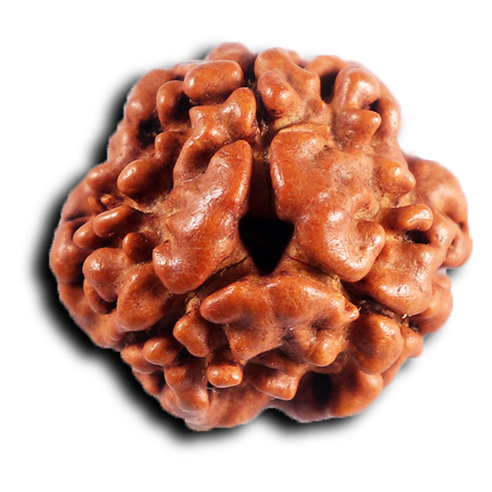3 Mukhi Rudraksha from Nepal - Bead No. 407