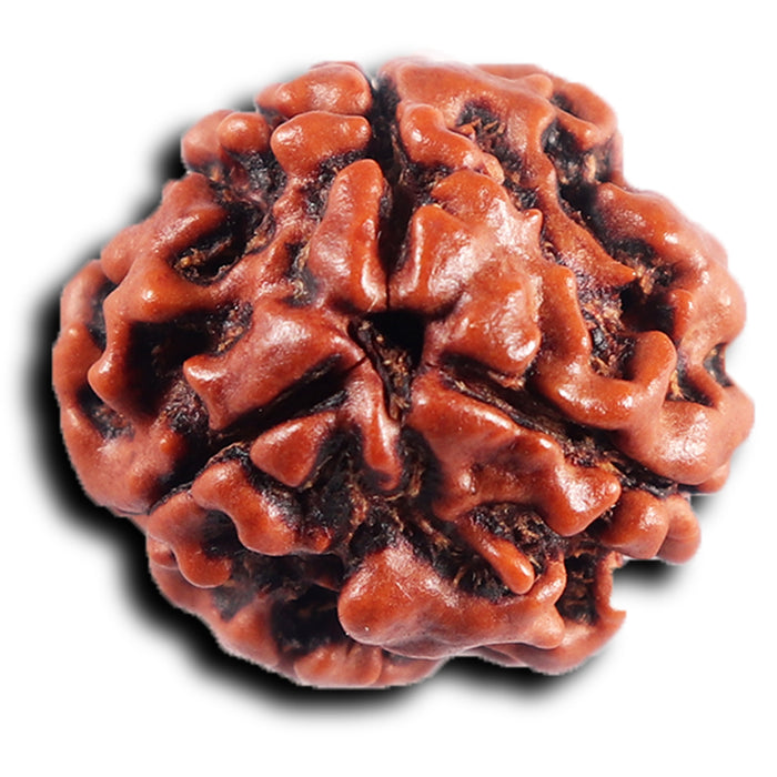 3 Mukhi Rudraksha from Nepal - Bead No. 408