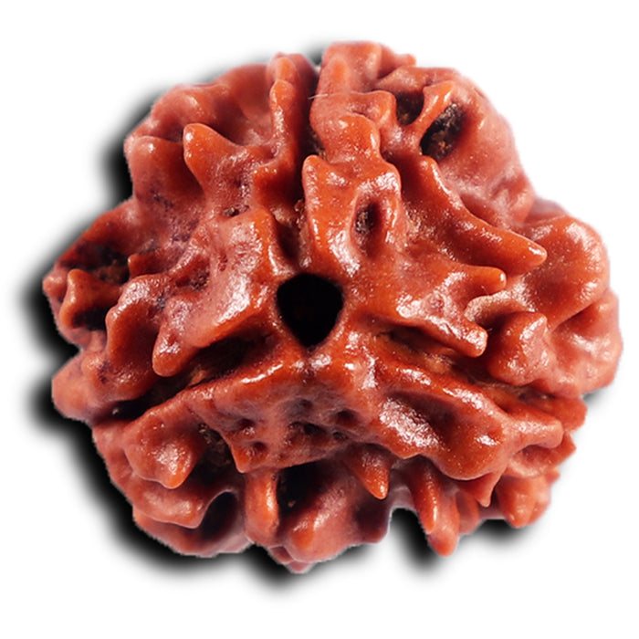 3 Mukhi Rudraksha from Nepal - Bead No. 409
