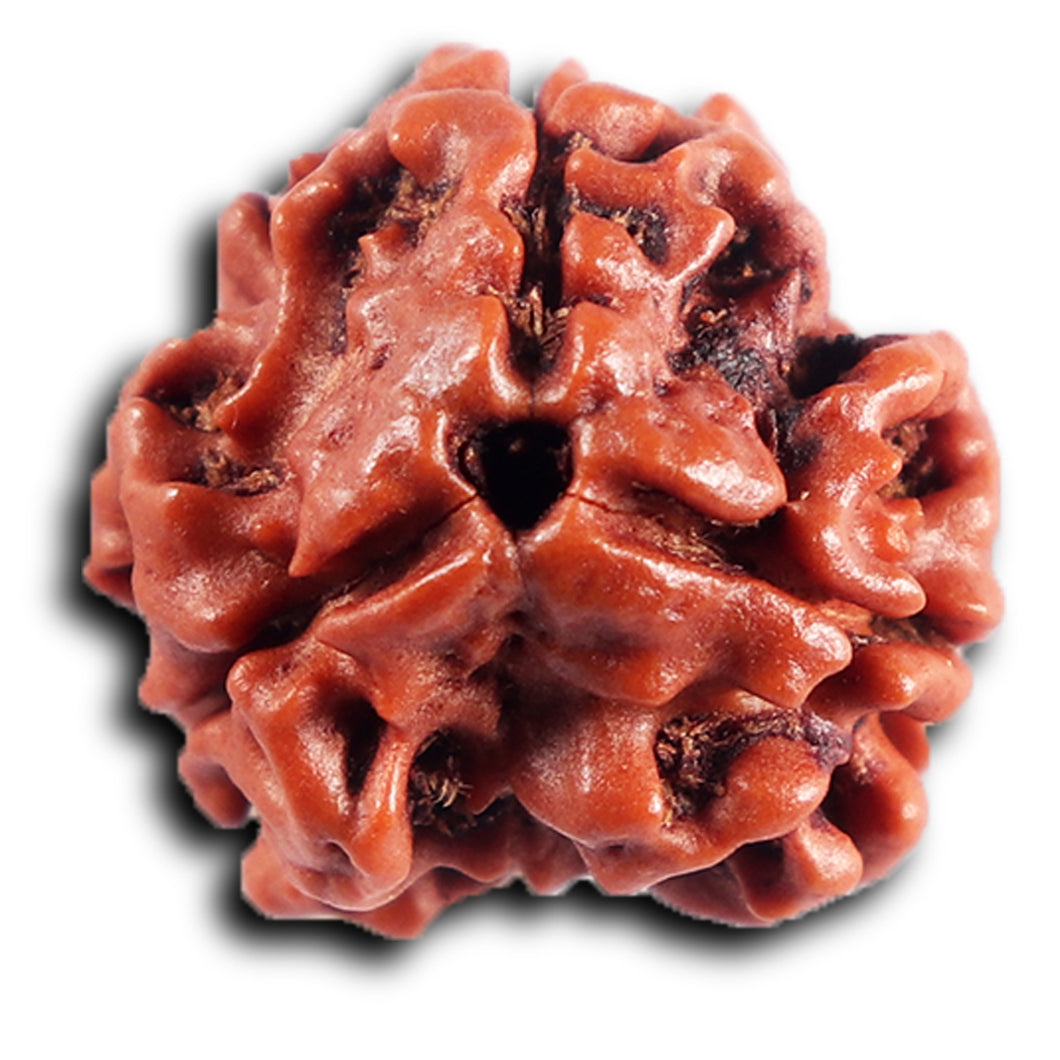 3 Mukhi Rudraksha from Nepal - Bead No. 411