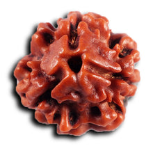 Load image into Gallery viewer, 3 Mukhi Rudraksha from Nepal - Bead No. 414
