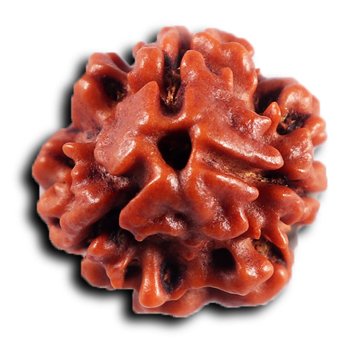 3 Mukhi Rudraksha from Nepal - Bead No. 414