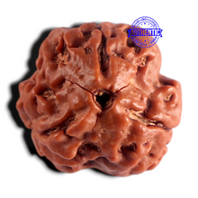 Load image into Gallery viewer, 3 Mukhi Rudraksha from Nepal - Bead No. 451
