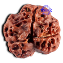 Load image into Gallery viewer, 3 Mukhi Rudraksha from Nepal - Bead No. 452
