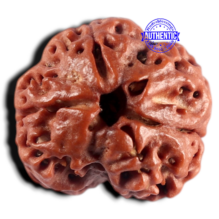 3 Mukhi Rudraksha from Nepal - Bead No. 452