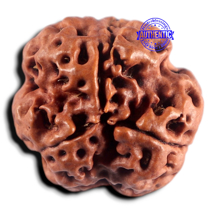 3 Mukhi Rudraksha from Nepal - Bead No. 453