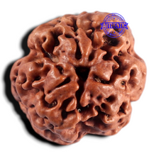 Load image into Gallery viewer, 3 Mukhi Rudraksha from Nepal - Bead No. 453
