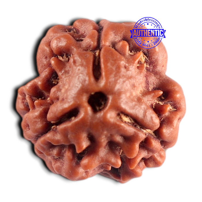 3 Mukhi Rudraksha from Nepal - Bead No. 454