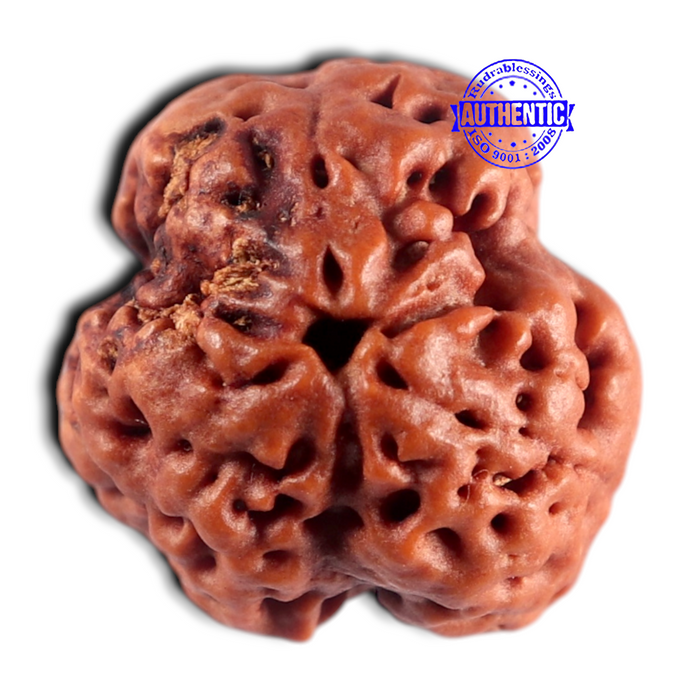 3 Mukhi Rudraksha from Nepal - Bead No. 455