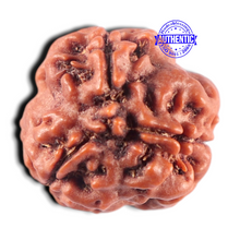 Load image into Gallery viewer, 3 Mukhi Rudraksha from Nepal - Bead No. 456
