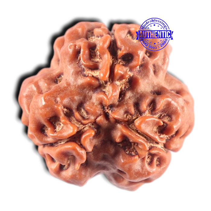 3 Mukhi Rudraksha from Nepal - Bead No. 457