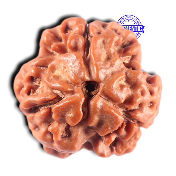 3 Mukhi Rudraksha from Nepal - Bead No. 457