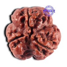 Load image into Gallery viewer, 3 Mukhi Rudraksha from Nepal - Bead No. 458
