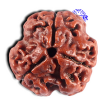 Load image into Gallery viewer, 3 Mukhi Rudraksha from Nepal - Bead No. 458
