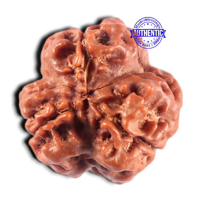 3 Mukhi Rudraksha from Nepal - Bead No. 459