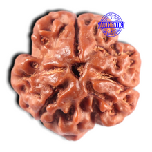 Load image into Gallery viewer, 3 Mukhi Rudraksha from Nepal - Bead No. 459
