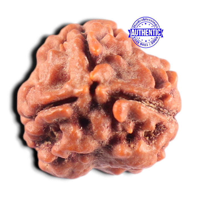 3 Mukhi Rudraksha from Nepal - Bead No. 460