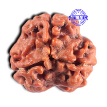 Load image into Gallery viewer, 3 Mukhi Rudraksha from Nepal - Bead No. 461
