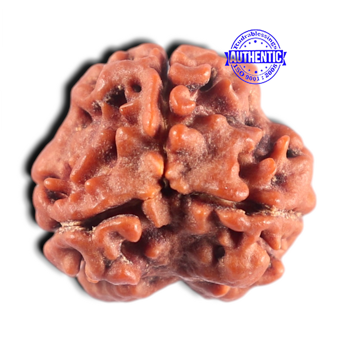 3 Mukhi Rudraksha from Nepal - Bead No. 461