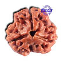 Load image into Gallery viewer, 3 Mukhi Rudraksha from Nepal - Bead No. 461
